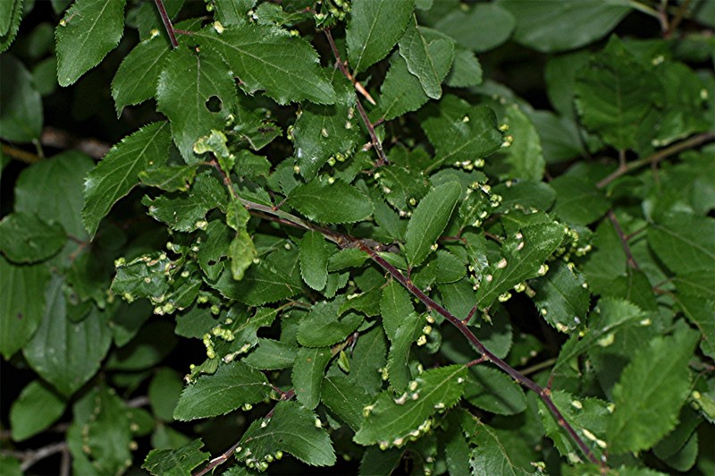 _DSC0708 Ausschnitt, Schärfe, klein.jpg