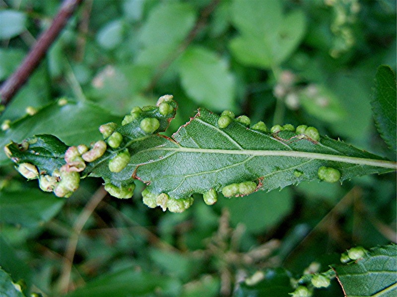 DSCN9658 Blattunterseite, Ausschnitt, Helligkeit, Schärfe, klein.jpg