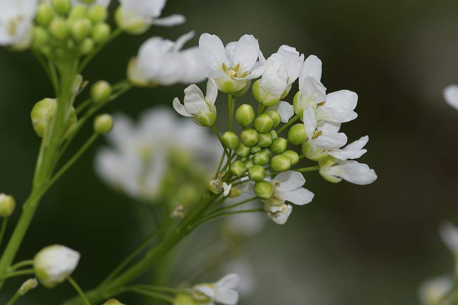 2009-05-18 #5148-w Kreuzblütler.jpg