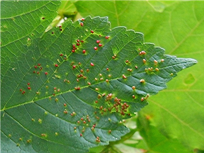 DSCN9640 Ausschnitt, Helligkeit, Schärfe, klein.jpg