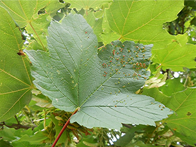 DSCN9639 Ausschnitt, Schärfe, klein.jpg