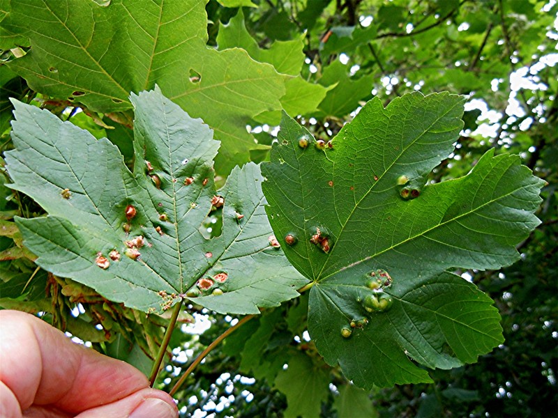 DSCN9641 Ausschnitt, Helligkeit, Schärfe, klein.jpg