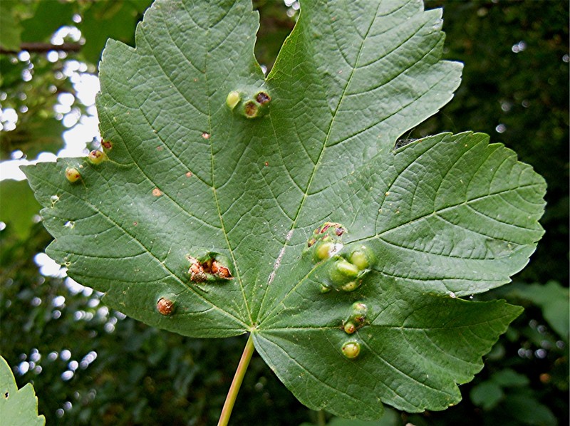 DSCN9642 Ausschnitt, Kontrast, Schärfe, klein.jpg