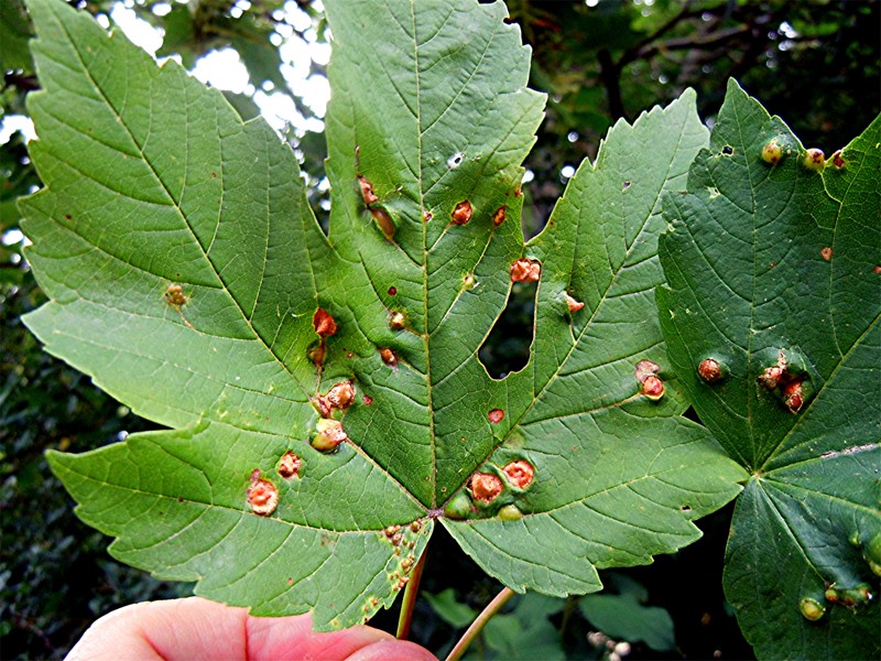 DSCN9643 Kontrast, Schärfe, klein.jpg