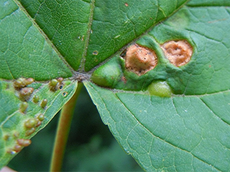 DSCN9644 Ausschnitt, Schärfe, klein.jpg