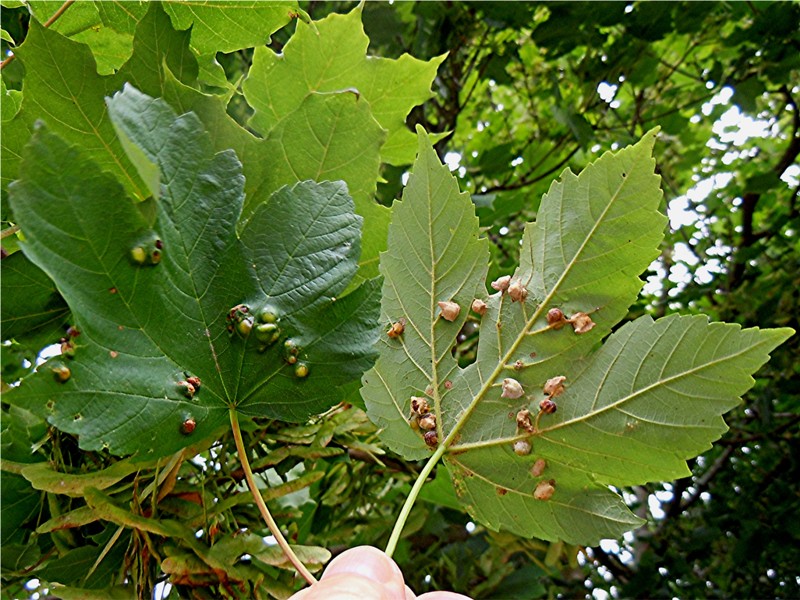 DSCN9645 Ausschnitt, Kontrast, Schärfe, klein.jpg