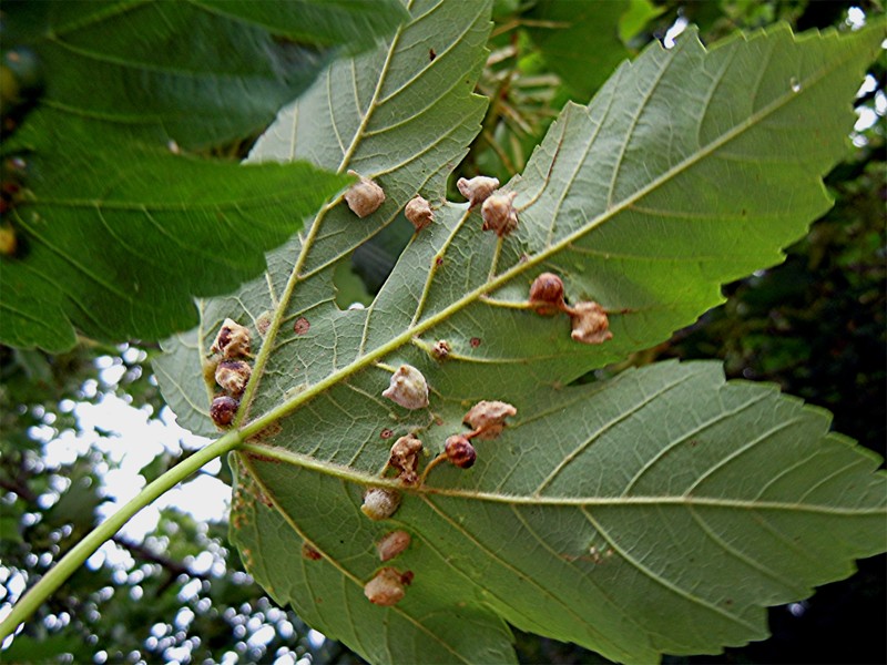 DSCN9646 Licht, Schärfe, klein.jpg