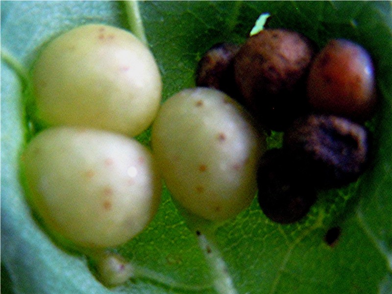 DSCN9650 Ausschnitt, Licht, Schärfe, klein.jpg