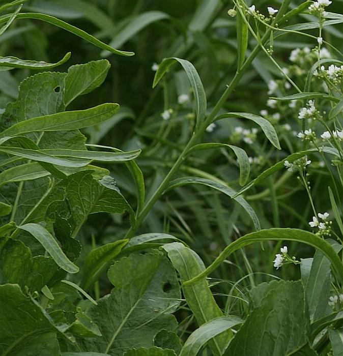 2009-05-18 #5146-w3 Kreuzblütler.jpg