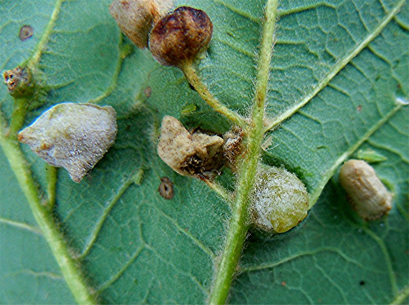 DSCN9652 Ausschnitt, Kontrast, Schärfe, klein.jpg