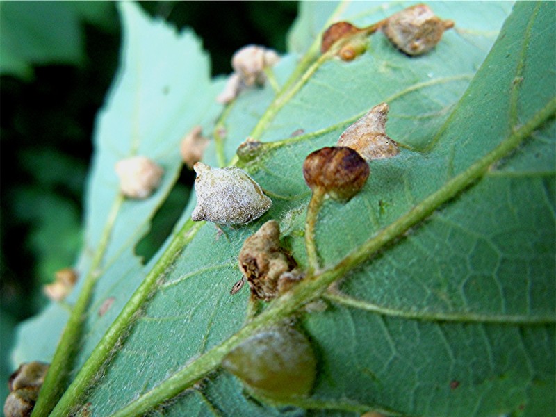 DSCN9653 Ausschnitt, Kontrast, Schärfe, klein.jpg