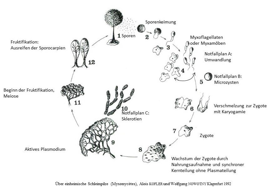 Lebenszyklus Myxos.jpg