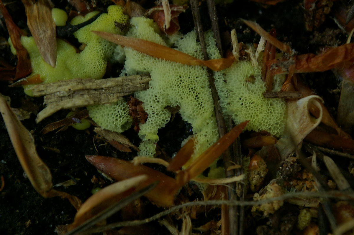 Bei Ceratiomyxa fruticulosa var. porioides besteht die Sporophore aus 0,1-0,5 mm großen Poren: