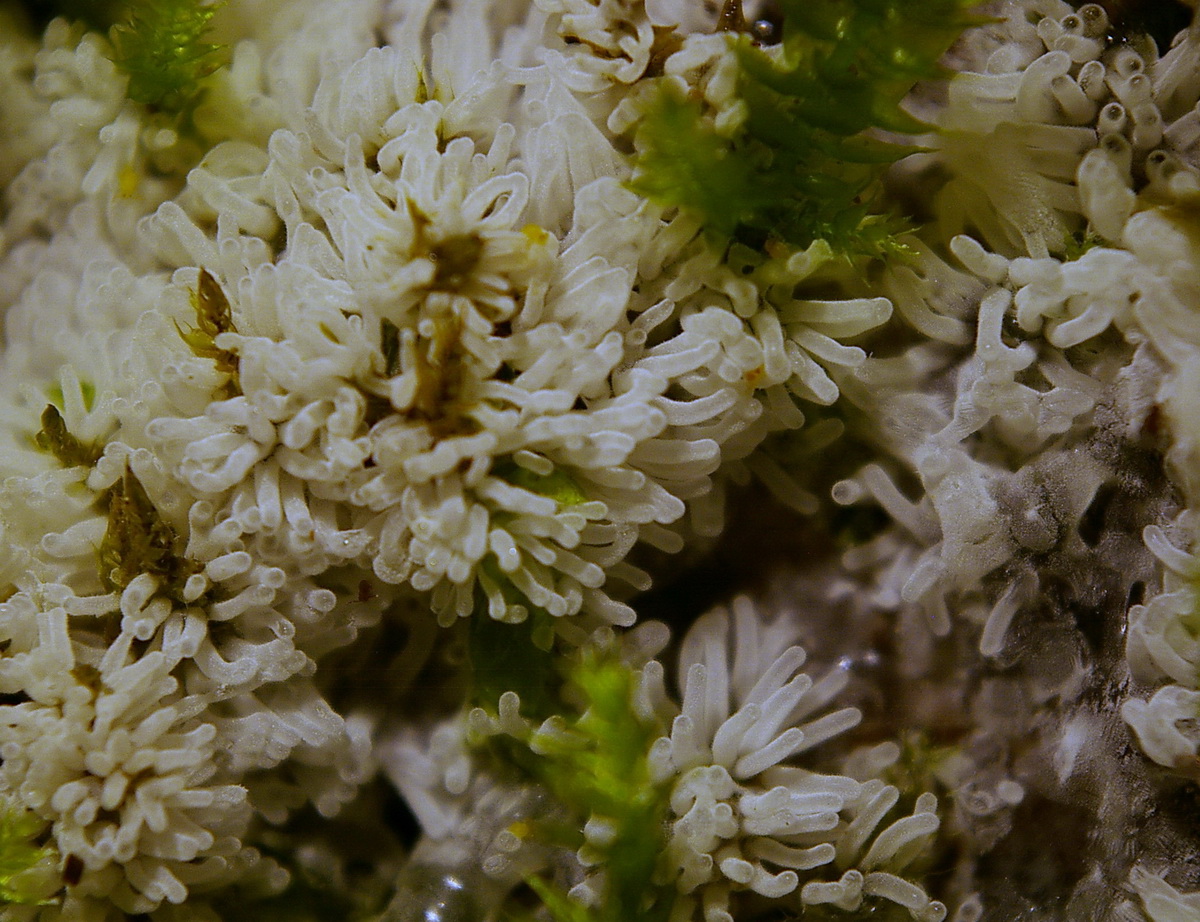 Und so sieht Ceratiomyxa fruticulosa var. fruticulosa aus: