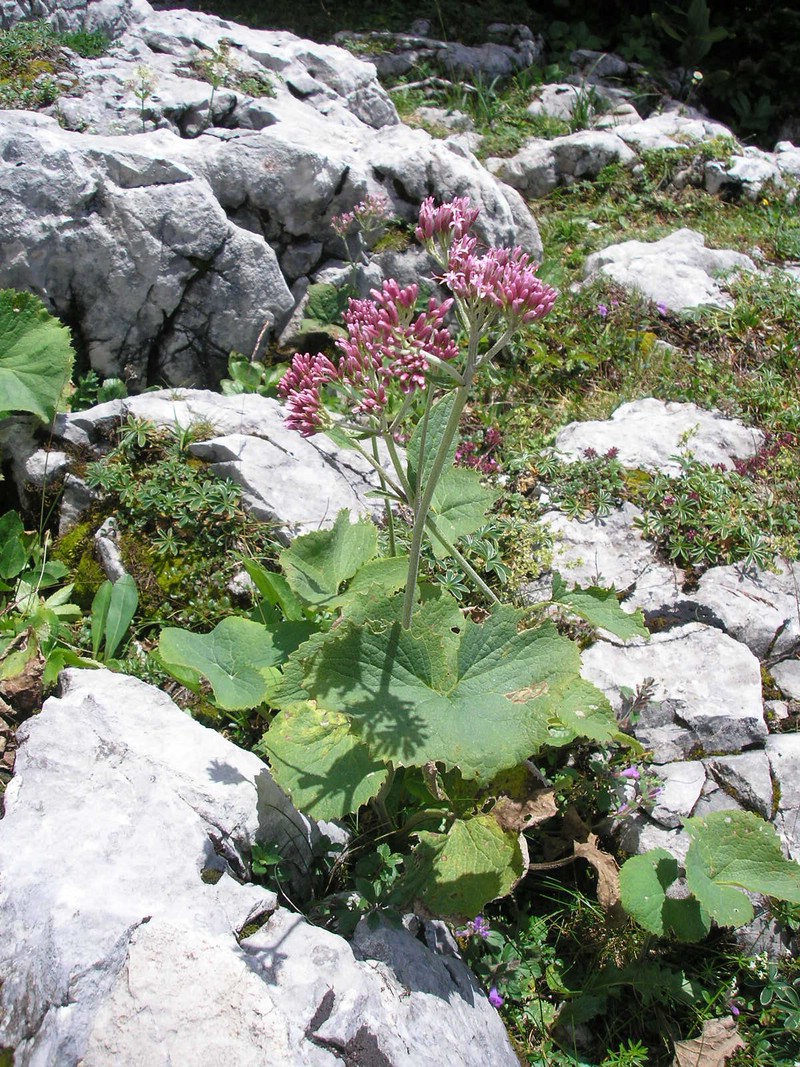 Adenostyles alliariae (1).jpg