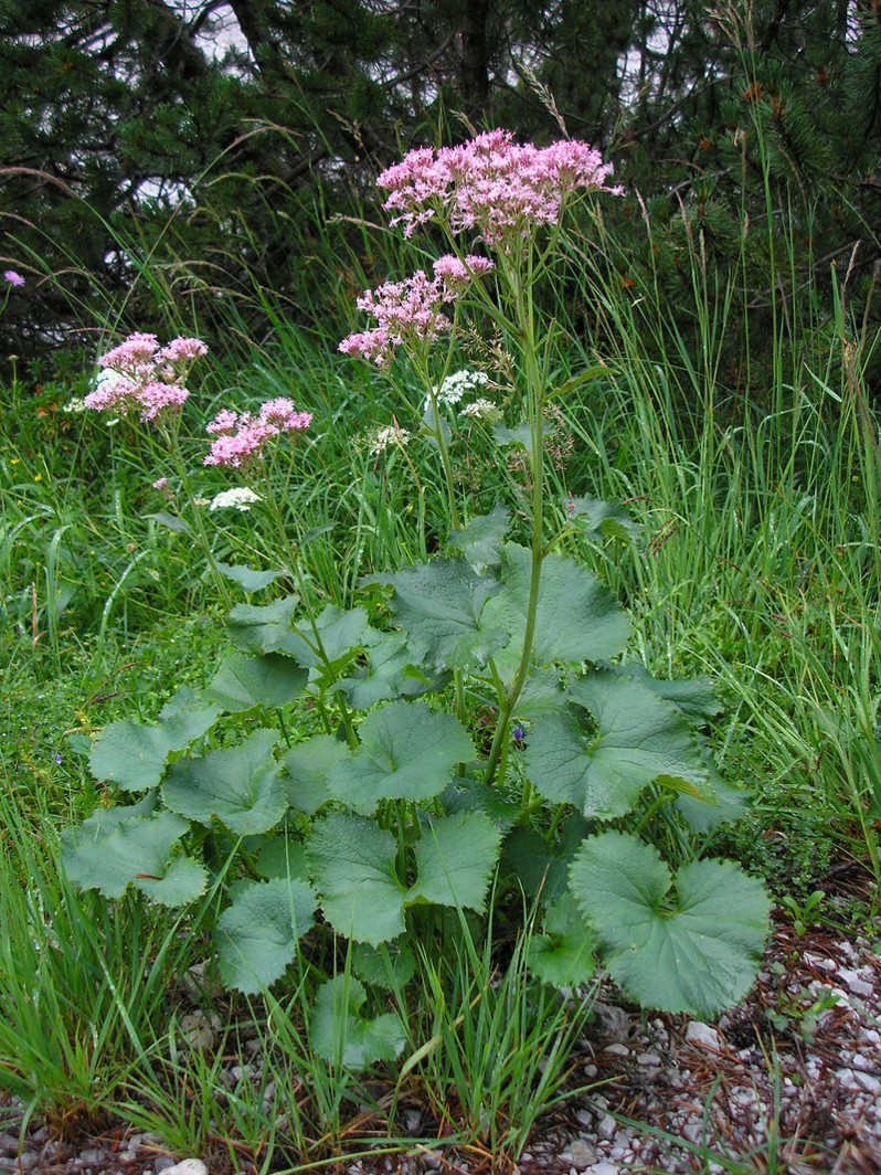 Adenostyles glabra (1).jpg