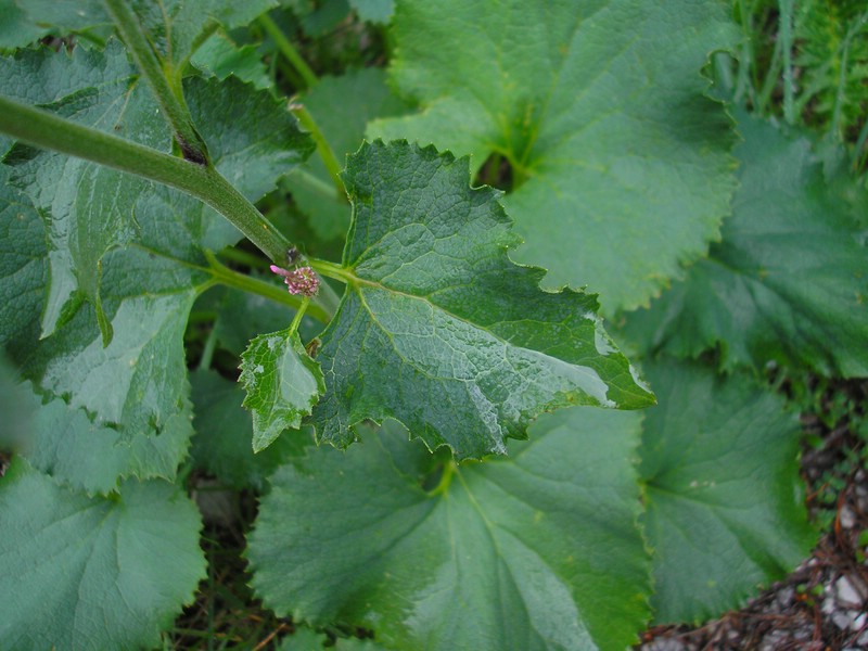 Adenostyles glabra (2).jpg