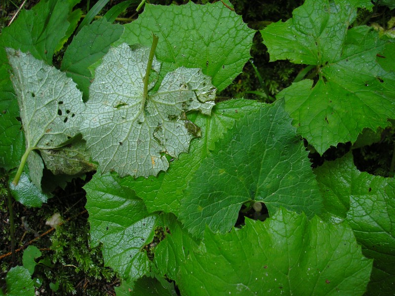 Ramularia major_A glabra (2).jpg