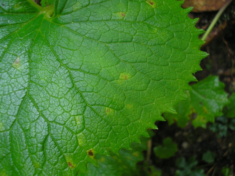 Ramularia major_A glabra (4).jpg