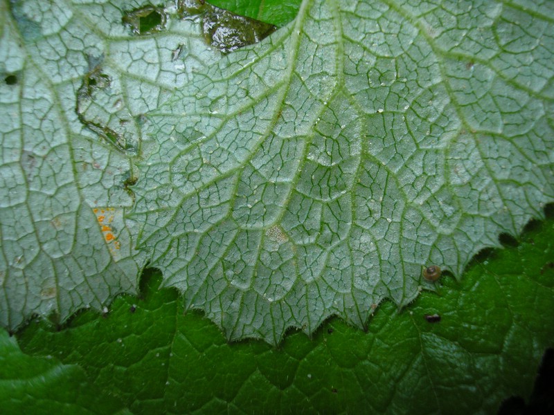 Ramularia major_A glabra (3).jpg