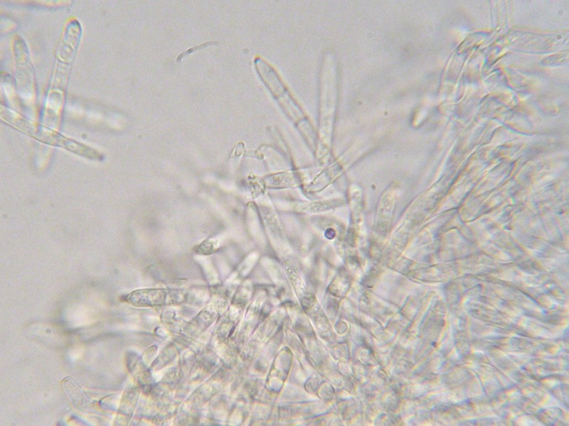 Ramularia major_A glabra (1).jpg