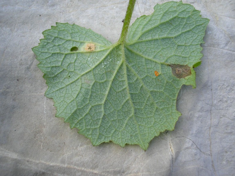 Uromyces veratri (1).jpg