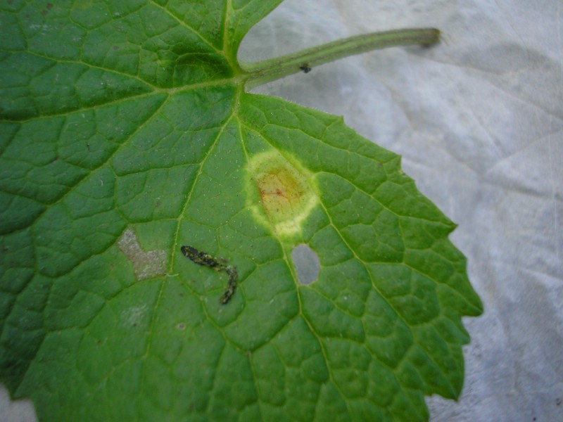 Uromyces veratri (3).jpg