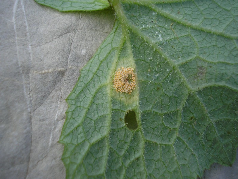 Uromyces veratri (2).jpg