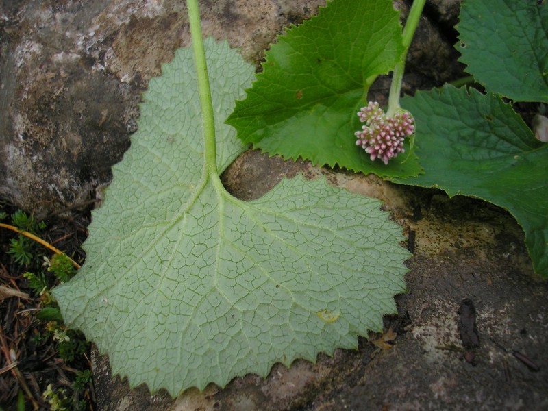Coleosporium cacaliae_A glabra (3).jpg