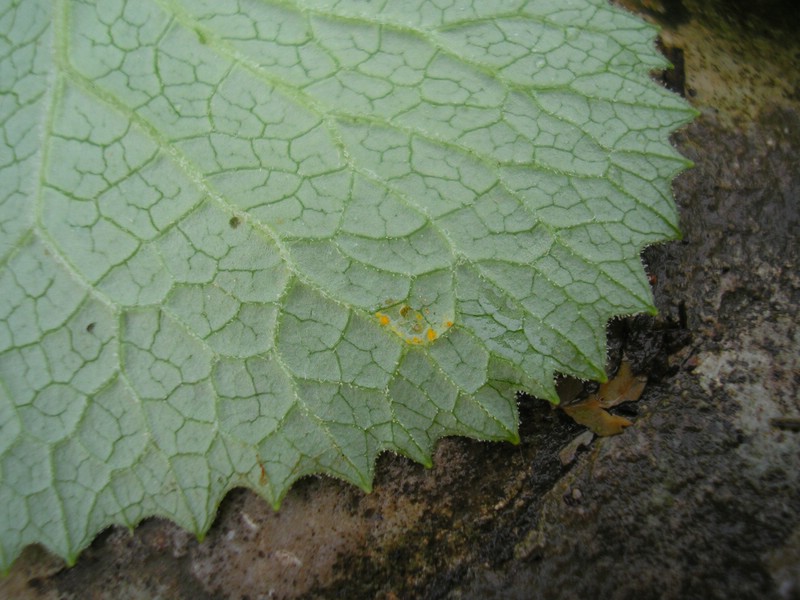 Coleosporium cacaliae_A glabra (1).jpg