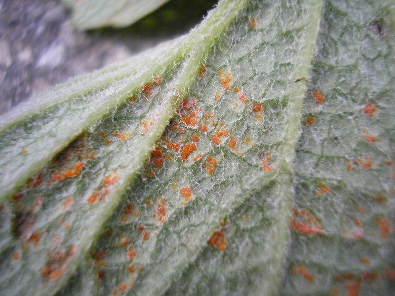 Coleosporium cacaliae_A glabra (4).jpg