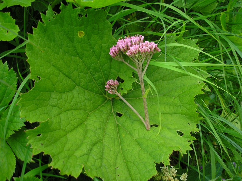 Uromyces cacaliae_Adenostyles (3).jpg