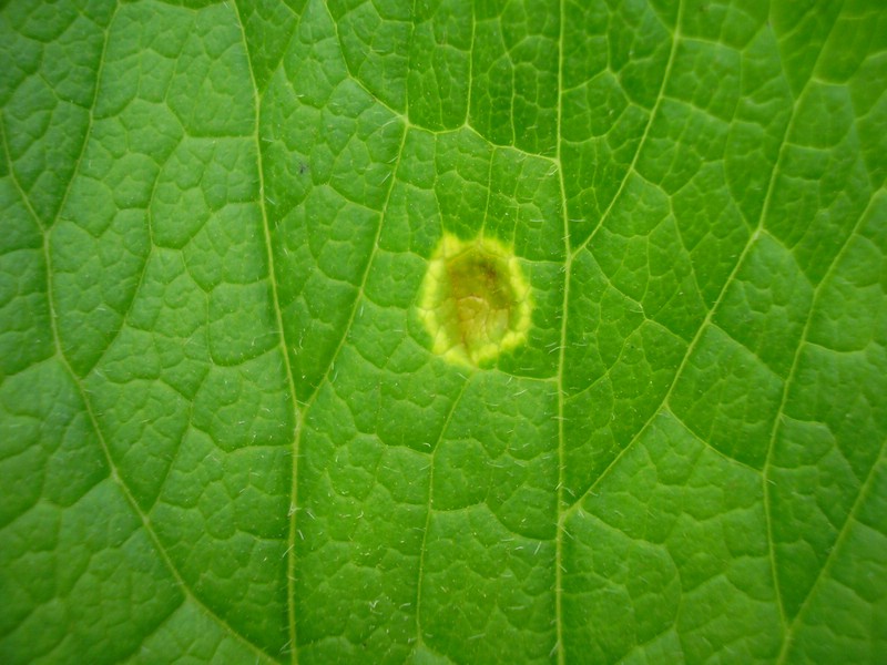 Uromyces cacaliae_Adenostyles (4).jpg