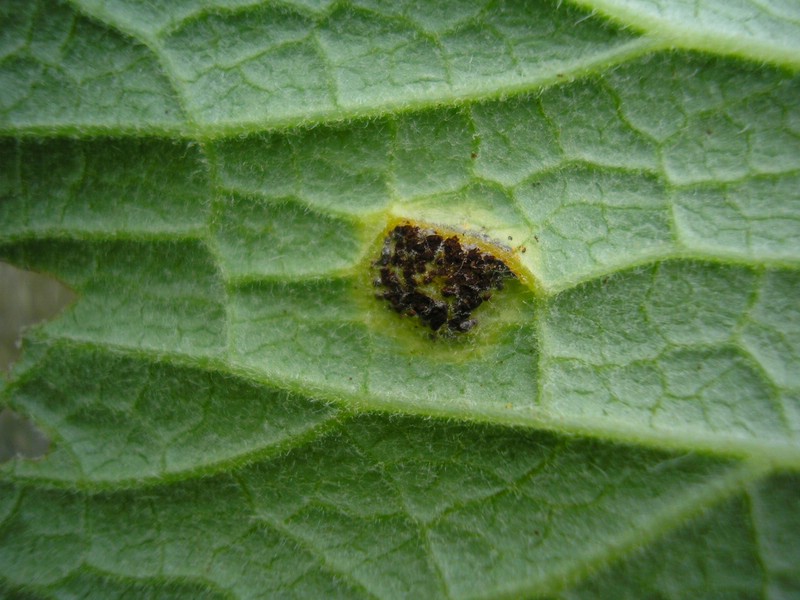 Uromyces cacaliae_Adenostyles (1).jpg
