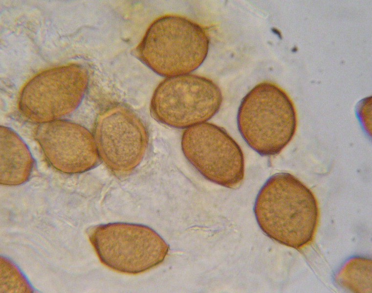 Uromyces cacaliae_Adenostyles (2).jpg