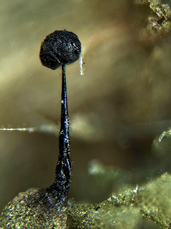 Barbeyella minutissima (http://fungi.fr/Html/Barbeyella_minutissima.html), 0,15-0,2 x 0,3-0,7 mm