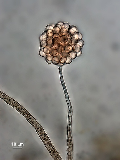 Echinostelium minutum (http://www.nahuby.sk/atlas-hub/Echinostelium-minutum/slizovka/chloupkovec-drobny/ID10912)