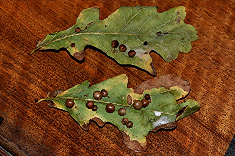 _DSC0100 Ausschnitt, Kontrast, Schärfe, klein.jpg