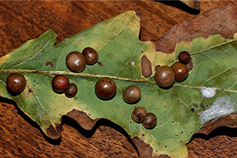 _DSC0101 Ausschnitt, Kontrast, Schärfe, klein.jpg