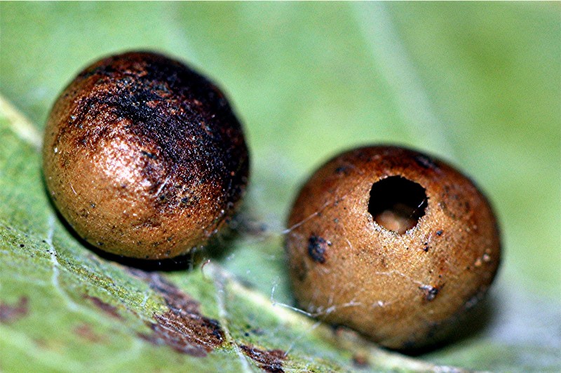 _DSC0105 Ausschnitt, Licht, Schärfe, klein.jpg