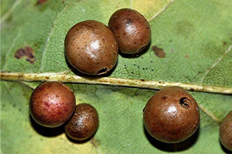 _DSC0104 Ausschnitt, Kontrast, Schärfe, klein.jpg