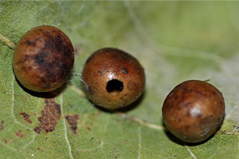 _DSC0103 ausschnitt, Kontrast, Schärfe, klein.jpg