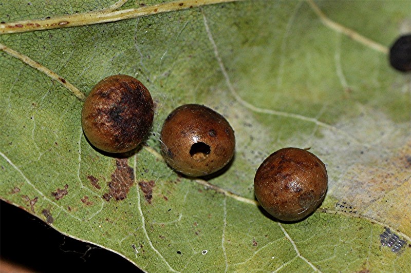 _DSC0102 Ausschnitt, Kontrast, Schärfe, klein.jpg