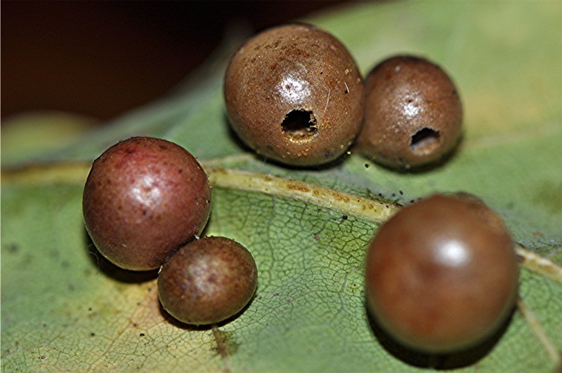 _DSC0108 Ausschnitt, Kontrast, Schärfe, klein.jpg