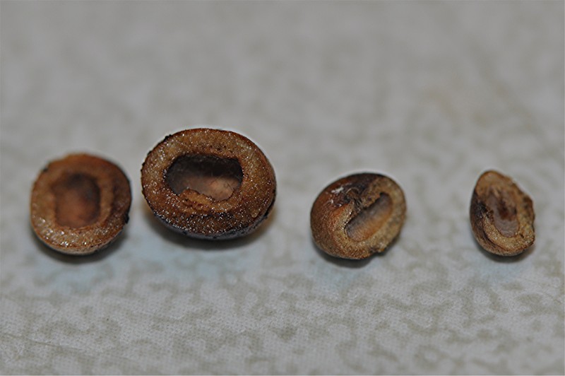 _DSC0154 Cynips divisa, Ausschnitt, Schärfe, klein.jpg