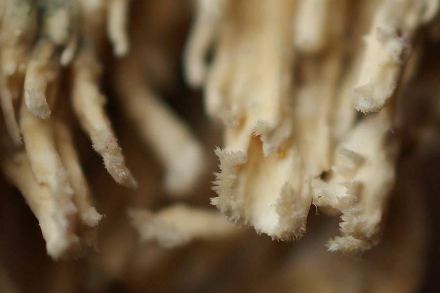 Bild 5: innen hohle Fruchtkörper