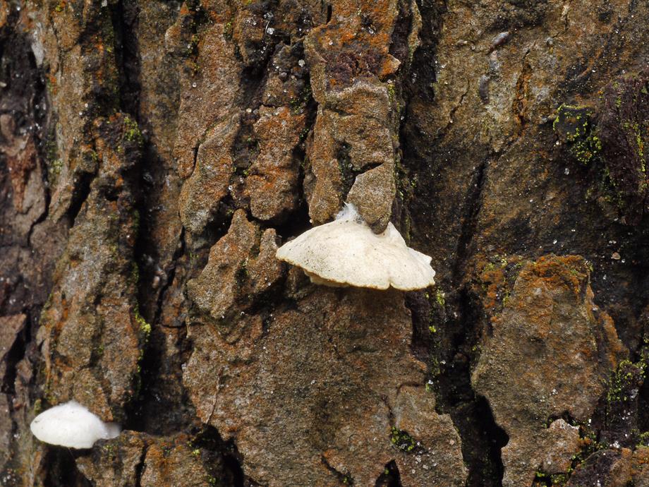 Stummelfüßchen_a01 (Copy).jpg