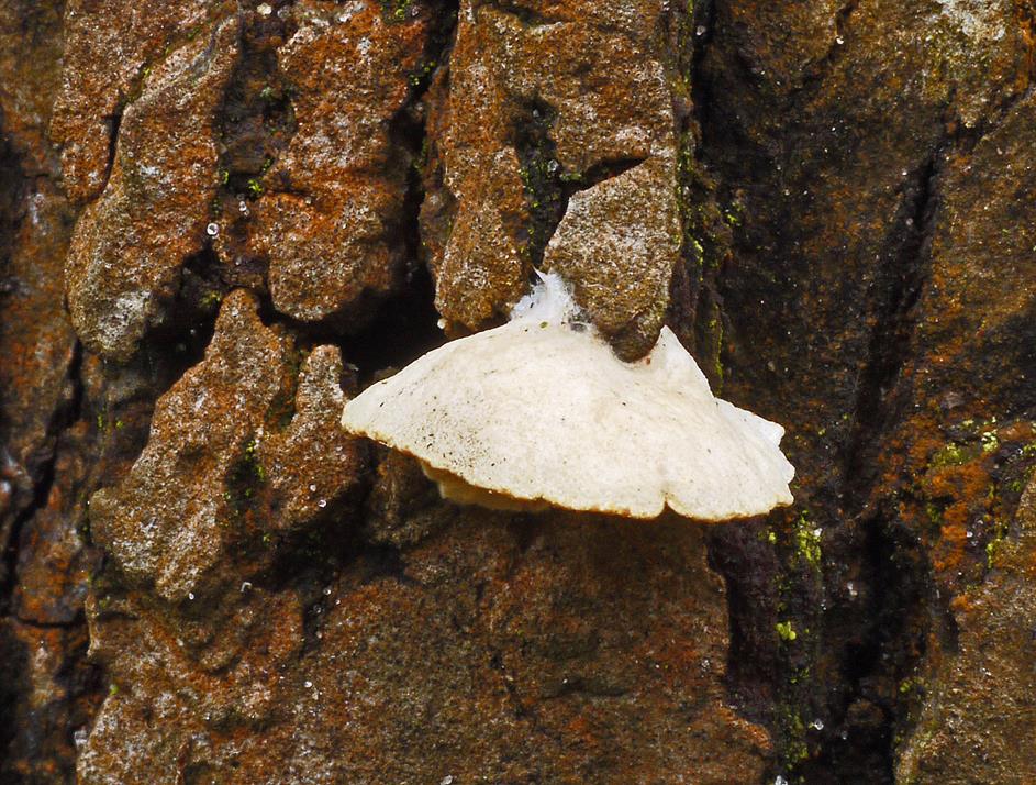 Stummelfüßchen_a02 (Copy).jpg