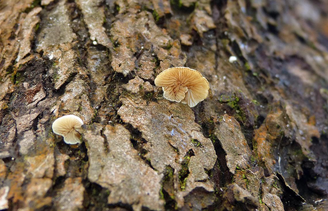 Stummelfüßchen_a05 (Copy).jpg