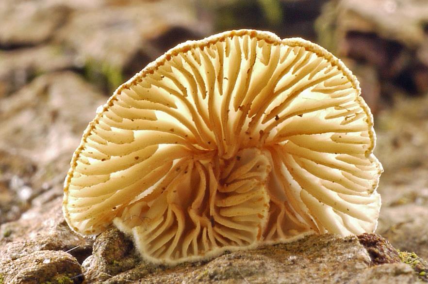 Stummelfüßchen_a07 (Copy).jpg